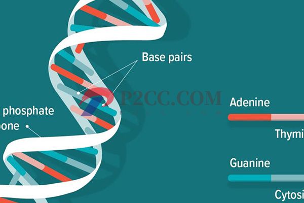 人工授精男性精子标准有5点,这些条件和要求可做了解(图3) 男性不能有严重遗传基因疾病