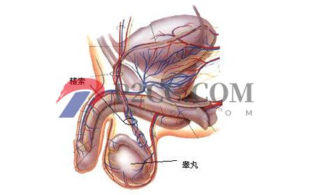 哪些睾丸问题能引起男性不育? 哪些睾丸问题能引起男性不育?