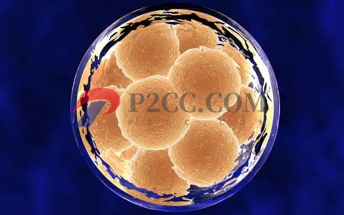 做试管有必要养囊吗? 做试管有必要养囊吗?