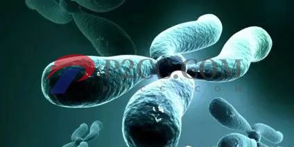 Y染色体微缺失如何通过三代试管婴儿避免遗传给下一代?(图1) Y染色体微缺失如何通过三代试管婴儿避免遗传给下一代?(图1)