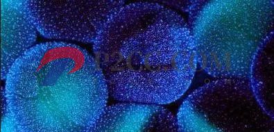 性激素六项检查时间竟然有三种?不止月经第二天!(图2) 性激素六项检查时间竟然有三种?不止月经第二天!(图2)