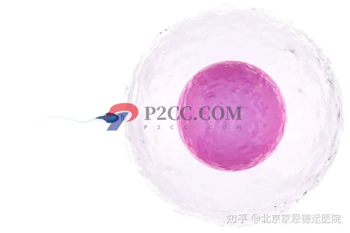 除了试管,这个高性价比的助孕技术你一定得知道(图1) 除了试管,这个高性价比的助孕技术你一定得知道(图1)