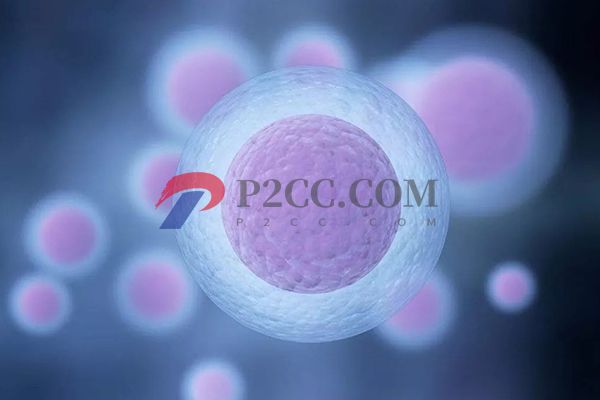 卵泡大小与内膜厚度对照表一览,厚度11mm不一定就排卵了(图2) 分泌期内膜厚约5-6mm