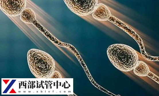 想看懂精子碎片分析与精子形态分析,正常精子大于30%(图2) 畸形精子占的比高况会影响生育功能