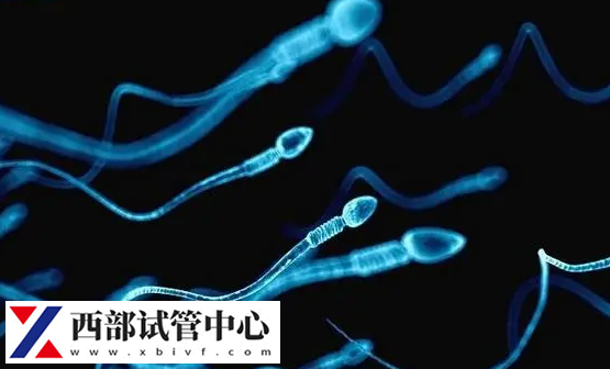 想看懂精子碎片分析与精子形态分析,正常精子大于30%(图3) 形态好精子具有较低碎片率