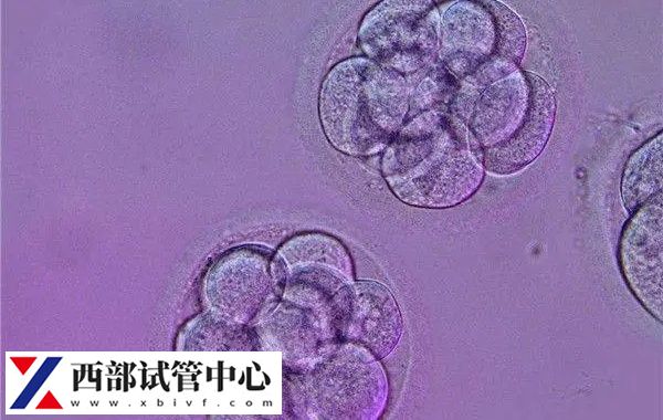分享囊胚级别成功率排列表,等级越高越容易着床(图3) 囊胚等级至少要达到4bc以上保证成功率