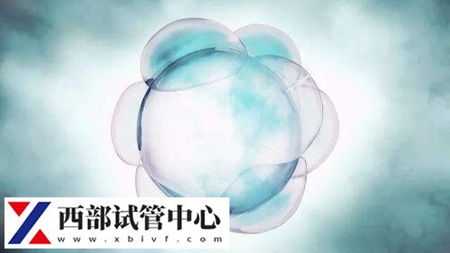 窦卵泡发育成熟要经历几个阶段(图1) 窦卵泡成熟会长到18毫米