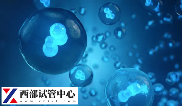 试管婴儿在卵子少的情况下如何提高成功率?(图1) 640.webp.png