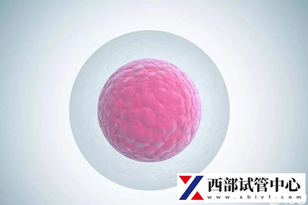 贵阳医学院附属医院三代试管怎么样,最新成功率数据分享(图3) 卵子质量会影响试管成功率