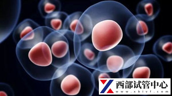 重庆做试管婴儿一般什么时候移植(图3) a325c80a0cb44348c84931adf972eb83_2uBqFBTx181729218938805.png