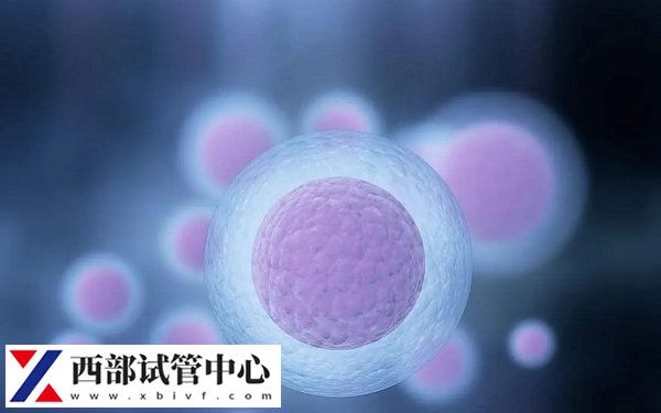 理想的卵泡数量范围是8-15个