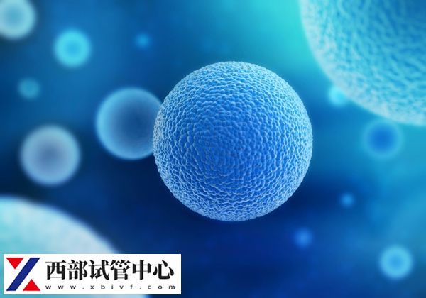 供精试管一次可以结合8-15个卵泡