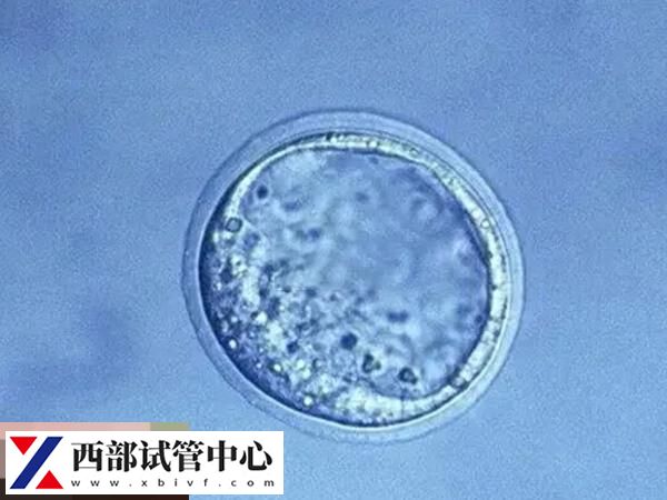 囊胚解冻后移植时间盘点,另附冻囊胚移植的流程(图1) 囊胚解冻后会放置在培养液中培养2-3小时