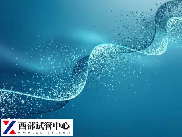 平衡易位三代试管经验是什么(图2) 平衡易位三代试管概率大概是在50%-60%左右