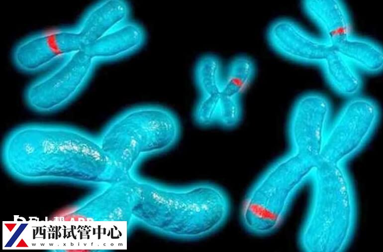 平衡易位是不是不遗传女(图1) 父母染色体易位是容易遗传给儿子还是遗传给女儿?